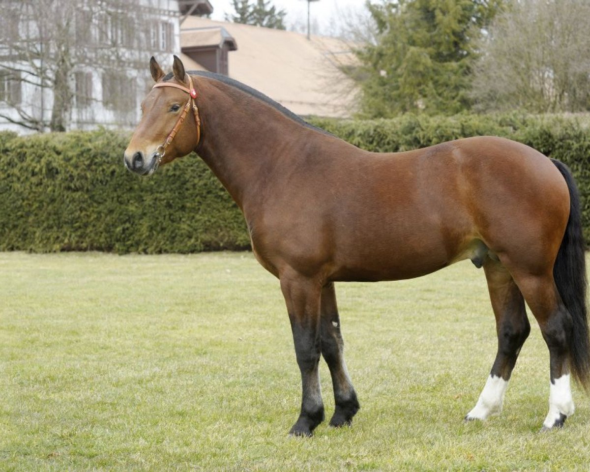 stallion Cookies (Freiberger, 2007, from Canada)