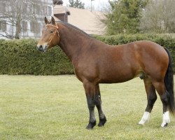 stallion Cookies (Freiberger, 2007, from Canada)