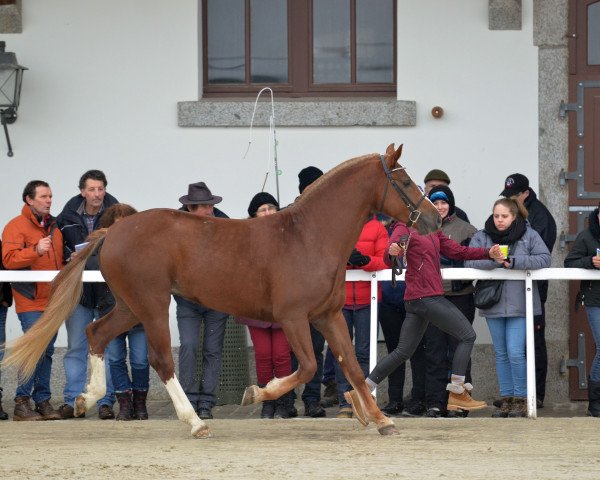 Deckhengst Cash (Freiberger, 2015, von Calypso du Padoc CH)