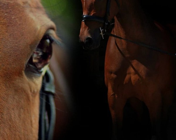 dressage horse Rock Little Princess (Oldenburg, 2010, from Rock Forever NRW)