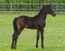 dressage horse Ice and Fire 4 (Trakehner, 2015, from Schwarzgold)