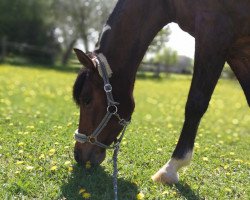 dressage horse Argos 57 (Pony without race description, 2010)