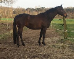 broodmare Happy Hostess (Hanoverian, 2008, from Hochadel)