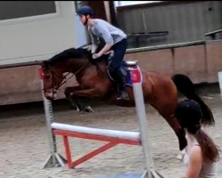 jumper Diathaga L (German Sport Horse, 2015, from Diathago)