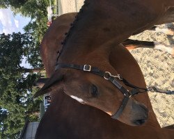 dressage horse Dante B (Westphalian, 2019, from Devonport)