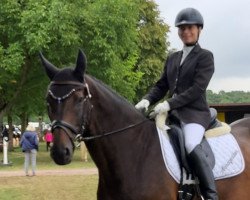 dressage horse Armageddon 47 (Württemberger, 2007, from Acordelli)