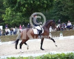 dressage horse Fantastic 41 (German Warmblood, 2013, from French Affair O)