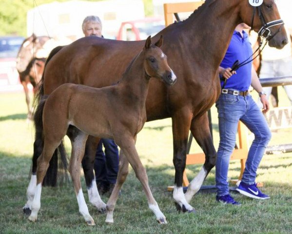 broodmare Fiducia Veloce (Hanoverian, 2018, from Foundation 2)