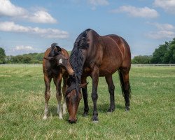 horse Hengst von Escamillo / Lanciano (Westfale, 2019, from Escamillo)