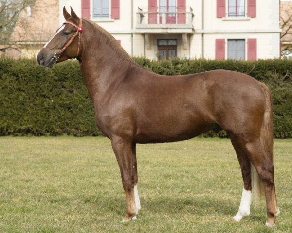 stallion Calypso du Padoc CH (Freiberger, 2011, from Coventry CH)