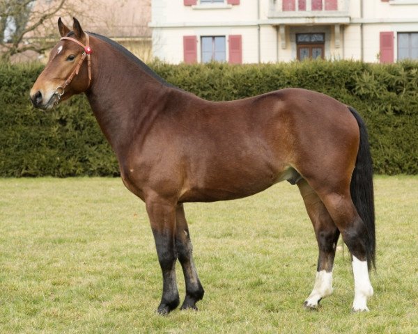 stallion Calva III CH (Freiberger, 2011, from Cookies)