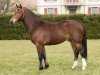 stallion Calva III CH (Freiberger, 2011, from Cookies)