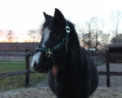 Pferd Johnny (Welsh Mountain Pony (Sek.A), 2017, von Revel Menai)