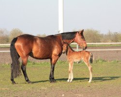 Dressurpferd Boerne (Kleines deutsches Reitpferd, 2019, von Möhlenbeeks Big Roy)