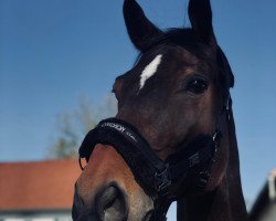 jumper Charly Brown 298 (Westphalian, 2005, from Condato)