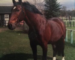 horse Gulliver 75 (Rhinelander,  , from Goldstrand)