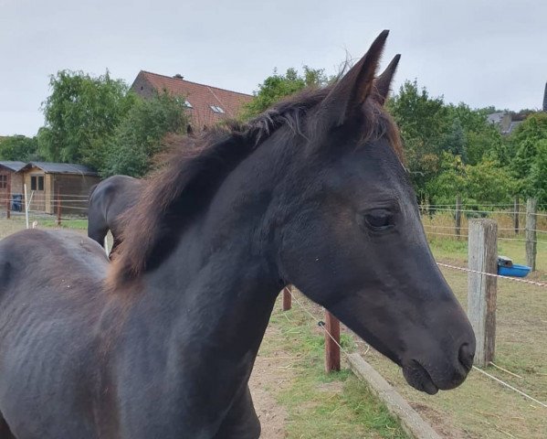 dressage horse Darcy SD (German Riding Pony, 2019, from Designed in Black AT)