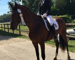 dressage horse Käthe 12 (Westphalian, 2007, from Kapriolan F)