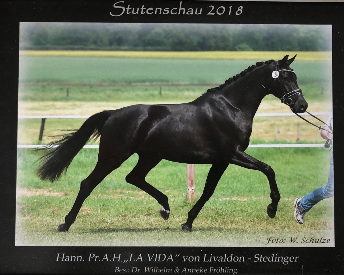 Zuchtstute La Vida F (Hannoveraner, 2015, von Livaldon)