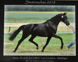 broodmare La Vida F (Hanoverian, 2015, from Livaldon)