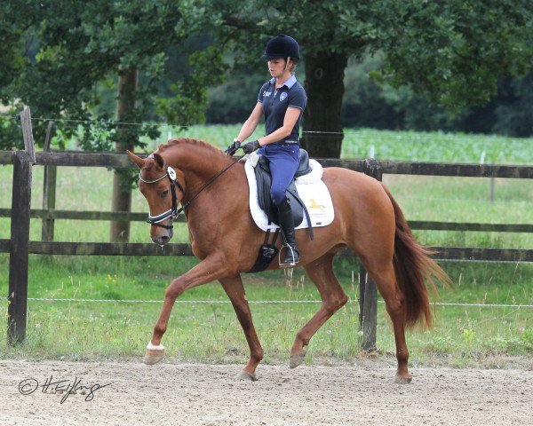 dressage horse Estera 8 (Rhinelander, 2015, from Escolar)