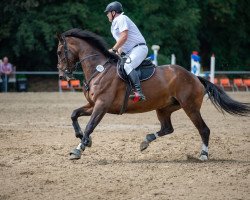 Springpferd Sina 518 (KWPN (Niederländisches Warmblut), 2012, von Special D)