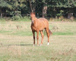 dressage horse Escolar / Vitalis (Rhinelander, 2016, from Escolar)