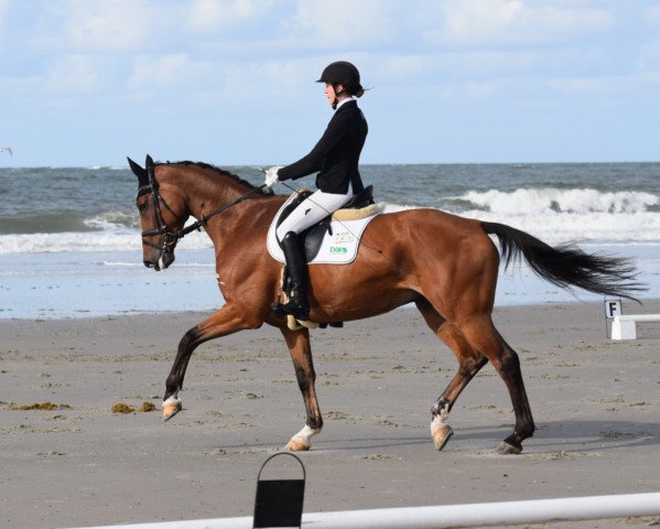 dressage horse Exquidu (Westphalian, 2009, from Expansion)