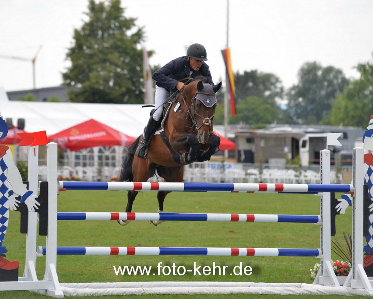 stallion Shalom D'Altenbach (Selle Français, 2006, from Cassini II)