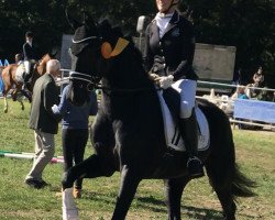 dressage horse Bretton's Bumblebee (German Sport Horse, 2015, from Bretton Woods)