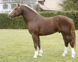 stallion Don Perrignon (Freiberger, 2007, from Don Flamingo)