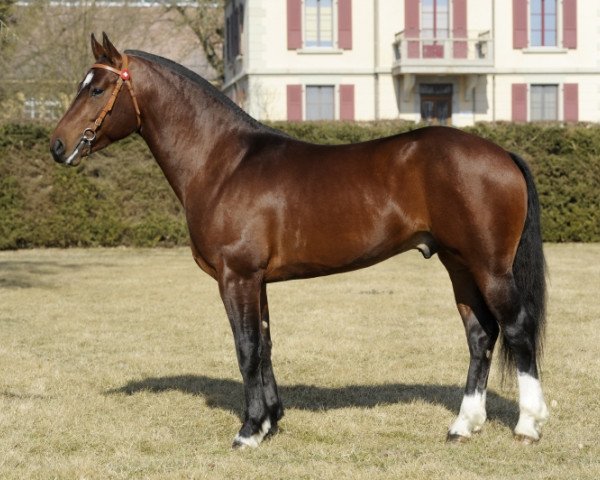 dressage horse Don Ovan du Clos Virat CH (Freiberger, 2008, from Don Fenaco)
