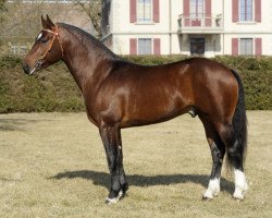 dressage horse Don Ovan du Clos Virat CH (Freiberger, 2008, from Don Fenaco)