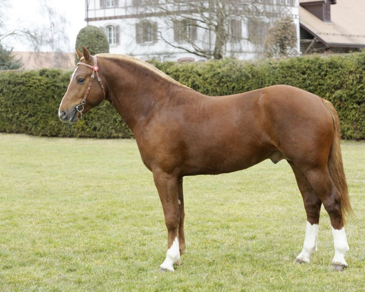 Deckhengst Don Festino CH (Freiberger, 2007, von Don Flamingo)