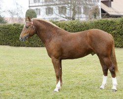 stallion Don Festino CH (Freiberger, 2007, from Don Flamingo)