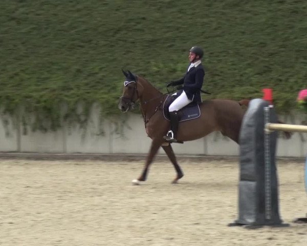 Reitturnier Lohmar-Halberg 2016