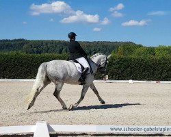 dressage horse Berenice 20 (KWPN (Royal Dutch Sporthorse), 2006, from Relevant)