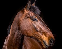 dressage horse Quintus 152 (Württemberger, 2010, from Quintino)