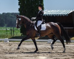 dressage horse Castella 82 (German Sport Horse, 2011, from Werenfels)