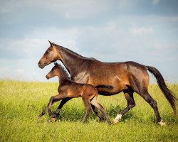 Springpferd Sans Souci (Trakehner, 2019, von Undercover)