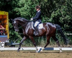 dressage horse Beethoven 75 (Hanoverian, 2011, from Benetton Dream FRH 1301)