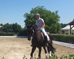 dressage horse Radcliffe Bailey (German Warmblood, 2015, from Rock Forever II)