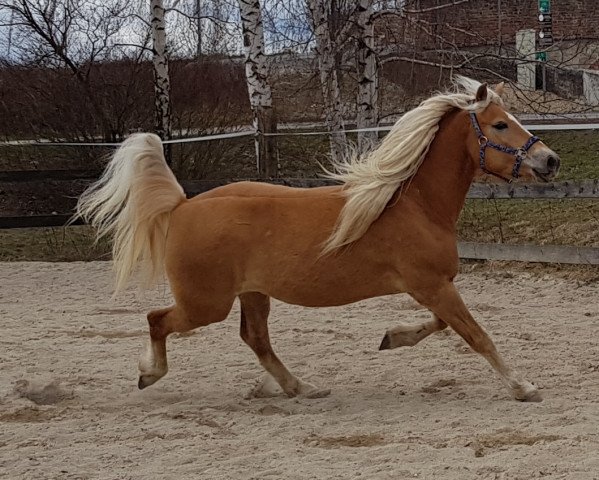 Zuchtstute Carisma (Haflinger, 2012, von liz. 180/T Wildprinz)