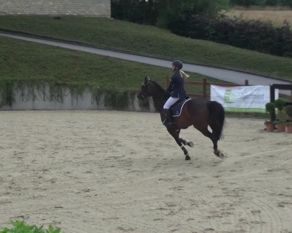 Reitturnier Lohmar-Halberg 2016