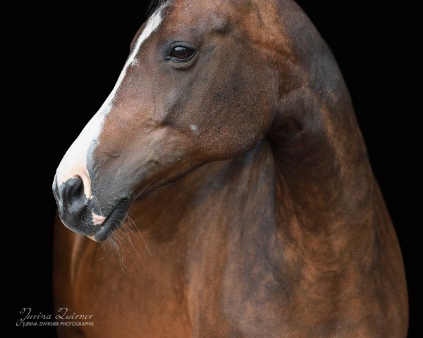 broodmare AMARI N (German Riding Pony, 2005, from Orlean N AA)