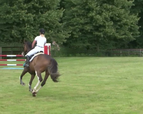 Reitturnier Hamburg-Friedrichshulde 2016