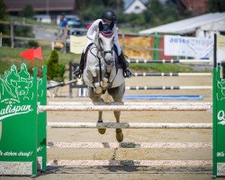 jumper Siebenstein 10 (Hanoverian, 2006, from Stakkato)