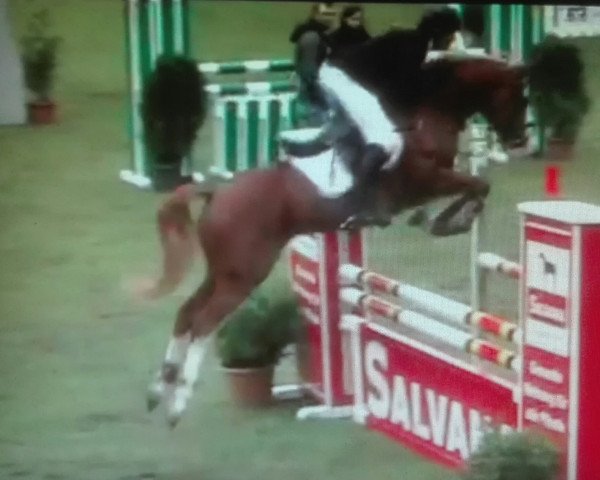 stallion Manchester (German Riding Pony, 2005, from Mentos Charmeur)