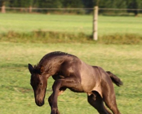 dressage horse Don Camillo Della Favorita (Westphalian, 2019, from Damsey FRH)
