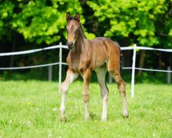 Springpferd Hengst von Hickstead White / Laurentianer (Westfale, 2019, von Hickstead White)